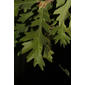 Quercus lobata (Fagaceae) - leaf - whole upper surface