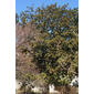 Magnolia grandiflora (Magnoliaceae) - whole tree (or vine) - general