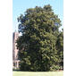 Magnolia grandiflora (Magnoliaceae) - whole tree (or vine) - general