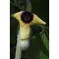 Aristolochia tomentosa (Aristolochiaceae) - inflorescence - frontal view of flower