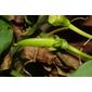 Bignonia capreolata (Bignoniaceae) - fruit - immature