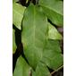 Bignonia capreolata (Bignoniaceae) - leaf - whole upper surface