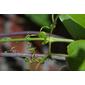 Bignonia capreolata (Bignoniaceae) - twig - orientation of petioles