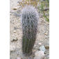 Carnegiea gigantea (Cactaceae) - whole plant - unspecified