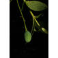 Chionanthus virginicus (Oleaceae) - fruit - immature