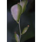 Dioscorea villosa (Dioscoreaceae) - fruit - lateral or general close-up