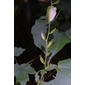 Dioscorea villosa (Dioscoreaceae) - fruit - as borne on the plant