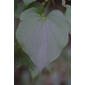 Dioscorea villosa (Dioscoreaceae) - leaf - on upper stem