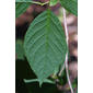 Halesia tetraptera (Styracaceae) - leaf - whole upper surface