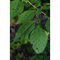 Halesia tetraptera (Styracaceae) - leaf - showing orientation on twig