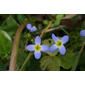 Houstonia serpyllifolia (Rubiaceae) - inflorescence - frontal view of flower