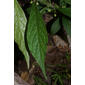Hybanthus concolor (Violaceae) - leaf - basal or on lower stem