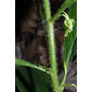 Hybanthus concolor (Violaceae) - stem - showing leaf bases