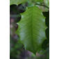 Ilex opaca (Aquifoliaceae) - leaf - whole upper surface