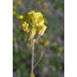 Lesquerella lescurii (Brassicaceae) - inflorescence - whole - unspecified