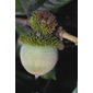 Lithocarpus densiflorus (Fagaceae) - fruit - lateral or general close-up