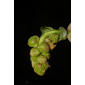 Liquidambar styraciflua (Hamamelidaceae) - inflorescence - whole - unspecified