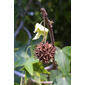 Liquidambar styraciflua (Hamamelidaceae) - fruit - as borne on the plant