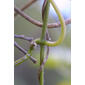 Matelea gonocarpos (Asclepiadaceae) - stem - showing leaf bases