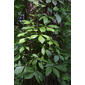 Parthenocissus quinquefolia (Vitaceae) - whole tree (or vine) - general