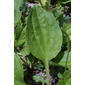 Plantago rugelii (Plantaginaceae) - leaf - basal or on lower stem