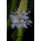Pontederia cordata (Pontederiaceae) - inflorescence - frontal view of flower