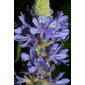 Pontederia cordata (Pontederiaceae) - inflorescence - frontal view of flower