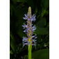 Pontederia cordata (Pontederiaceae) - inflorescence - whole - unspecified