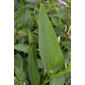 Pontederia cordata (Pontederiaceae) - leaf - basal or on lower stem