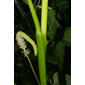 Pontederia cordata (Pontederiaceae) - stem - showing leaf bases
