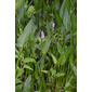 Pontederia cordata (Pontederiaceae) - whole plant - in flower - general view