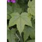 Rubus odoratus (Rosaceae) - leaf - whole upper surface