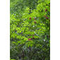 Sambucus racemosa (Caprifoliaceae) - whole tree (or vine) - general