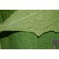Smallanthus uvedalia (Asteraceae) - leaf - margin of upper + lower surface