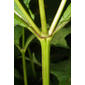 Smallanthus uvedalia (Asteraceae) - stem - showing leaf bases