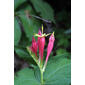 Spigelia marilandica (Loganiaceae) - inflorescence - whole - unspecified