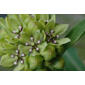 Asclepias viridis (Asclepiadaceae) - inflorescence - frontal view of flower