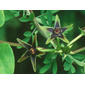 Matelea gonocarpos (Asclepiadaceae) - inflorescence - frontal view of flower