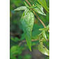 Brickellia eupatorioides var. eupatorioides (Asteraceae) - leaf - on upper stem