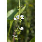 Echinodorus cordifolius (Alismataceae) - inflorescence - whole - unspecified