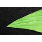 Spigelia marilandica (Loganiaceae) - leaf - margin of upper + lower surface