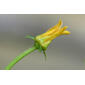 Matelea gonocarpos (Asclepiadaceae) - inflorescence - lateral view of flower