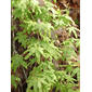 Lygodium palmatum (Lygodiaceae) - unspecified - unspecified