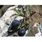 Pasionaria ala de ave (Passiflora tenuiloba), FRUTOS