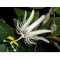 Passiflora galbana Mast.