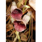 Virginia Snakeroot flowers