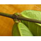 Prestonia portobellensis (Beurl) - petioles