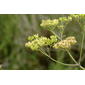 Pastinaca sativa ssp. urens (Wild Parsnip / Brandpastinaak) 5340