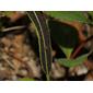Helecho potosino lengua de venado / Potosi deer tongue fern (Elaphoglossum potosianum), SOROS