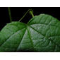 Passiflora menispermifolia Kunth